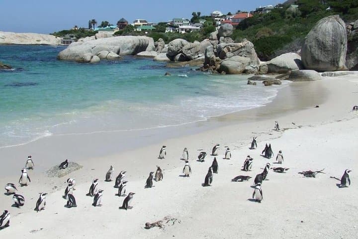 3-Day Attraction Tour: Helicopter & Cape Peninsula & Wine Tasting