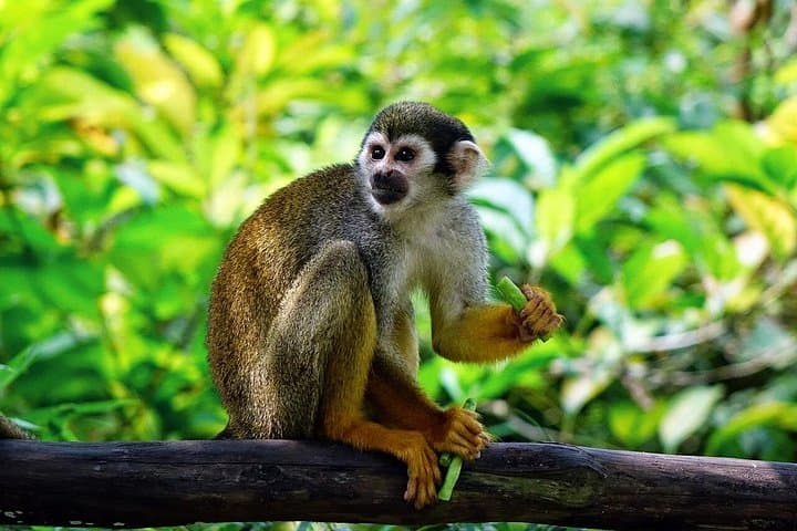 Monkey Land