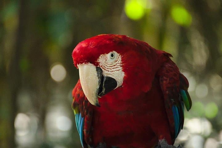 Birds of Eden