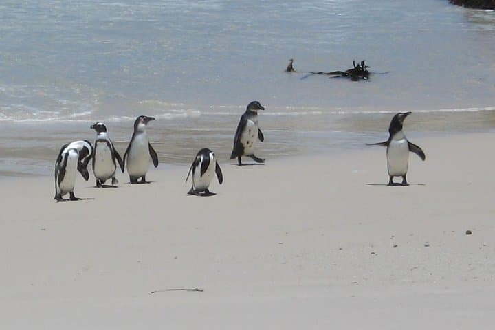 Best of cape 3-Day attraction tour:Arme helicopter &Cape Peninsula& Wine Tasting
