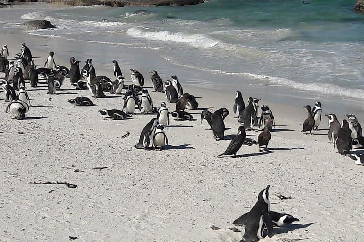 Best of cape 3-Day attraction tour:Arme helicopter &Cape Peninsula& Wine Tasting