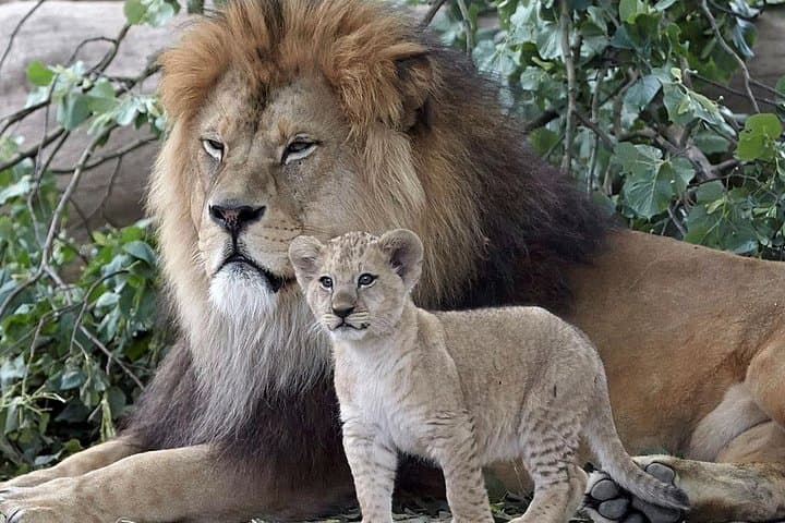 6-Day South Africa Honeymoon Tours-Cape Town&Johannesburg&Durban