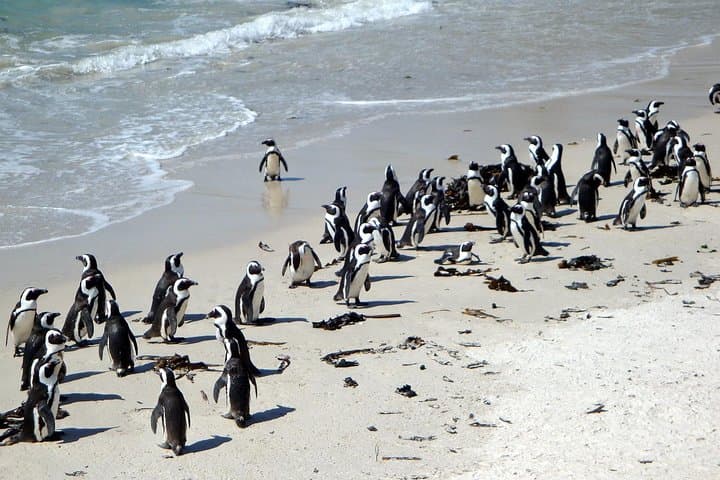 Best of cape 3-Day attraction tour:Arme helicopter &Cape Peninsula& Wine Tasting