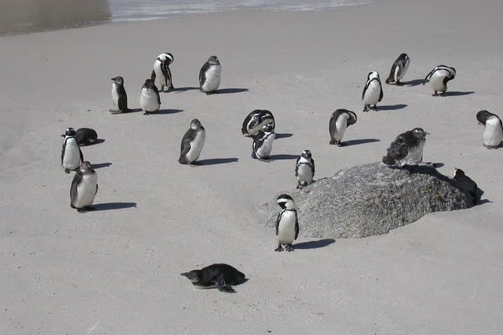 Best of cape 3-Day attraction tour:Arme helicopter &Cape Peninsula& Wine Tasting
