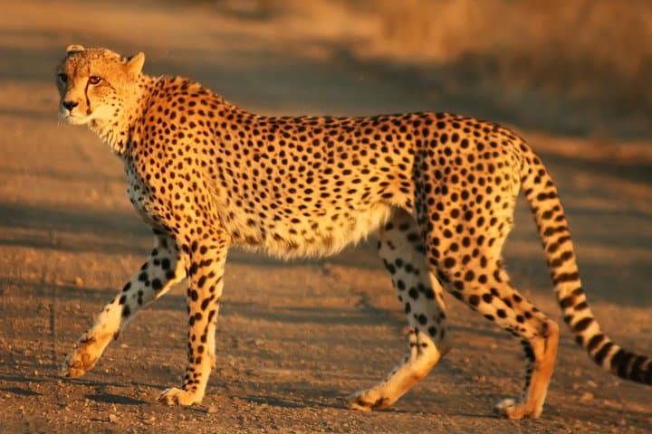 6-Day South Africa Honeymoon Tours-Cape Town&Johannesburg&Durban