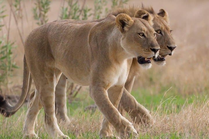 6-Day South Africa Honeymoon Tours-Cape Town&Johannesburg&Durban