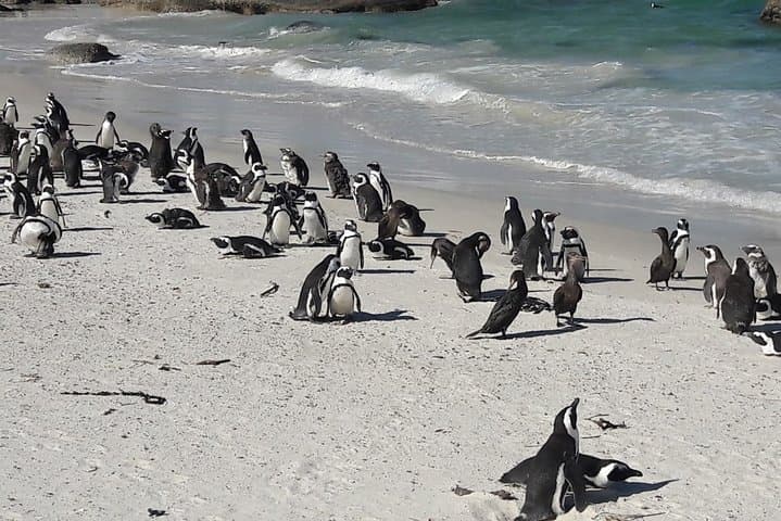Cape Town Private 3-Days Helicopter Ride&Cape Point&Wine testing