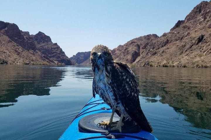 Natural wildlife through the Black Canyon