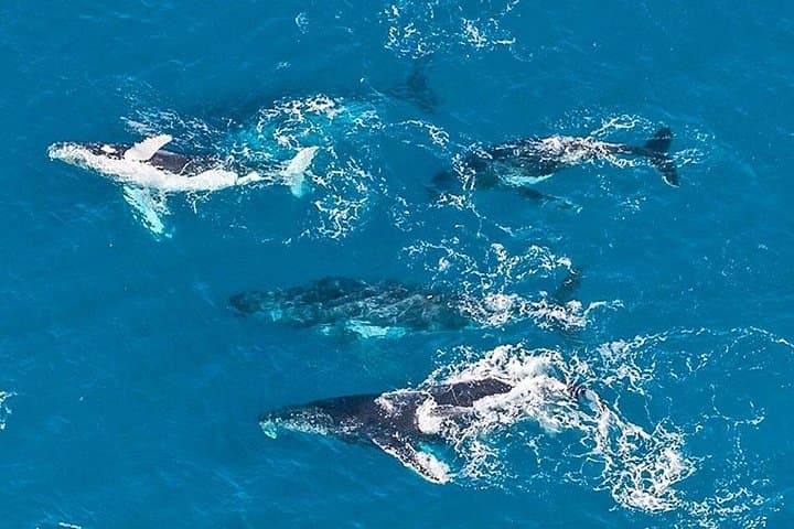 40 minute Reef Scenic Flight