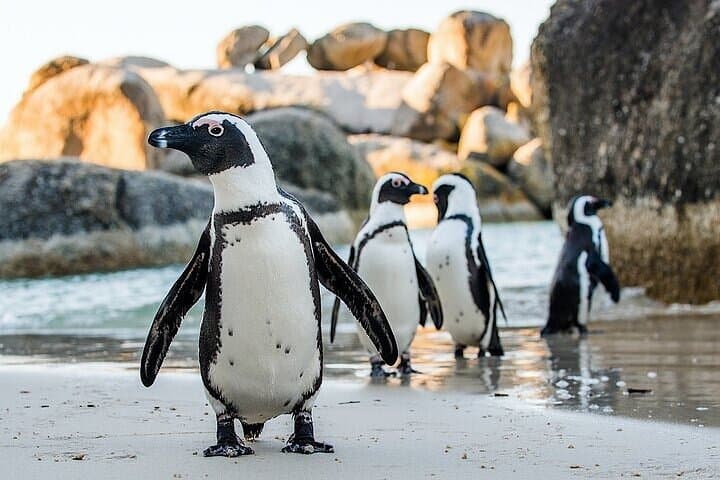 Boulders penguin colony