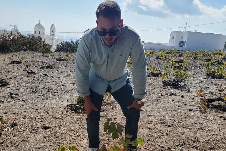 Getting insights on Santorini vines
