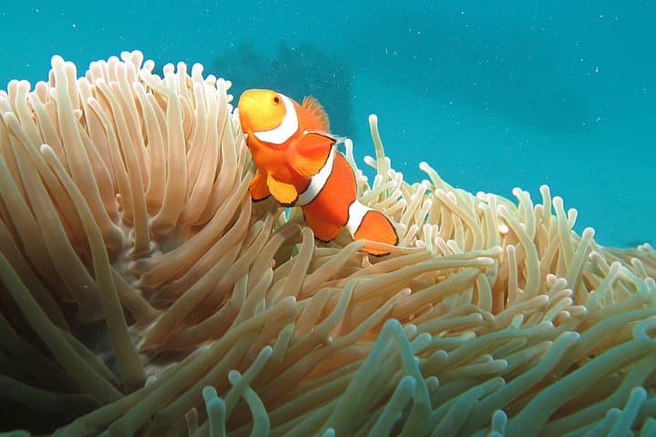 Full Day Great Barrier Reef Tour and Helicopter Flight