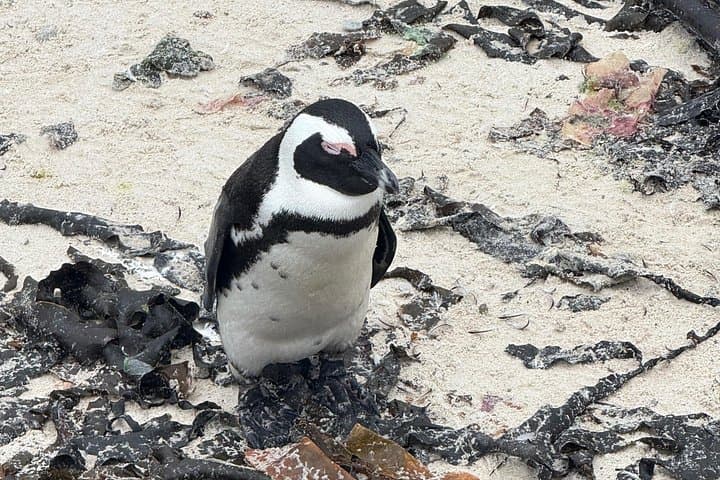 Cape Town Helicopter Tour and Boulders Beach Penguins Tour