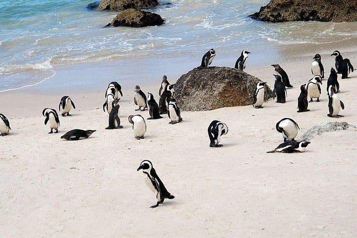 Cape Town Helicopter Tour and Boulders Beach Penguins Tour