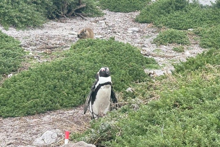 Cape Town Helicopter Tour and Boulders Beach Penguins Tour