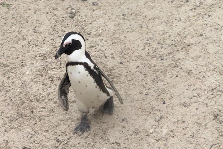 Cape Town Helicopter Tour and Boulders Beach Penguins Tour