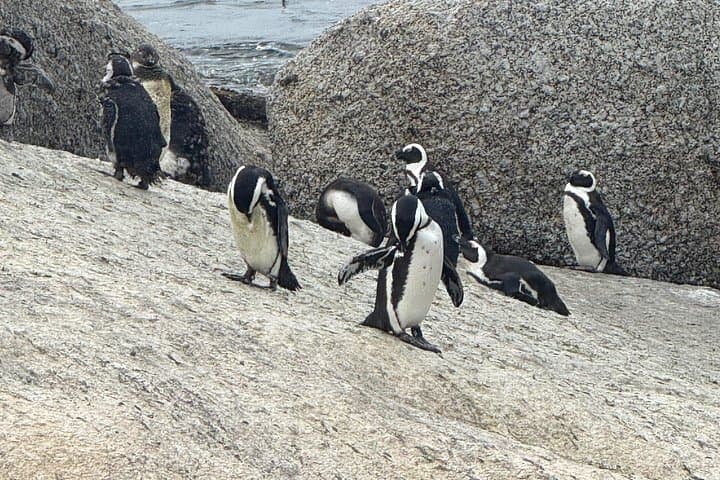 Cape Town Helicopter Tour and Boulders Beach Penguins Tour