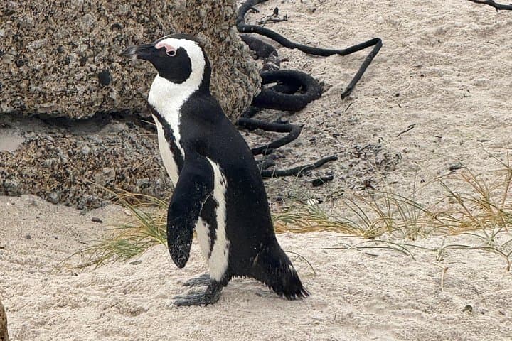 Cape Town Helicopter Tour and Boulders Beach Penguins Tour