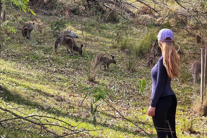 Kangaroos near Megalong Valley