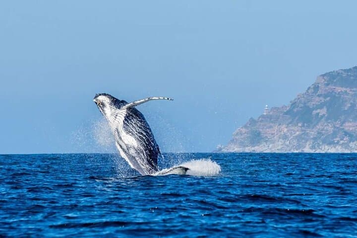 Cape Town Private Helicopter Marine Big Five Sharks