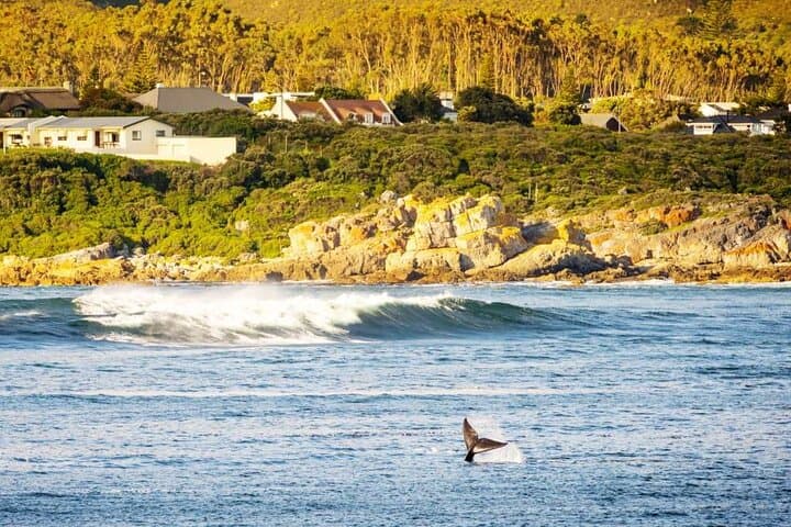 Cape Town Private Helicopter Marine Big Five Sharks