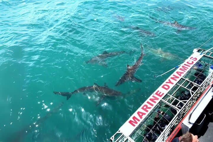Cape Town Private Helicopter Marine Big Five Sharks