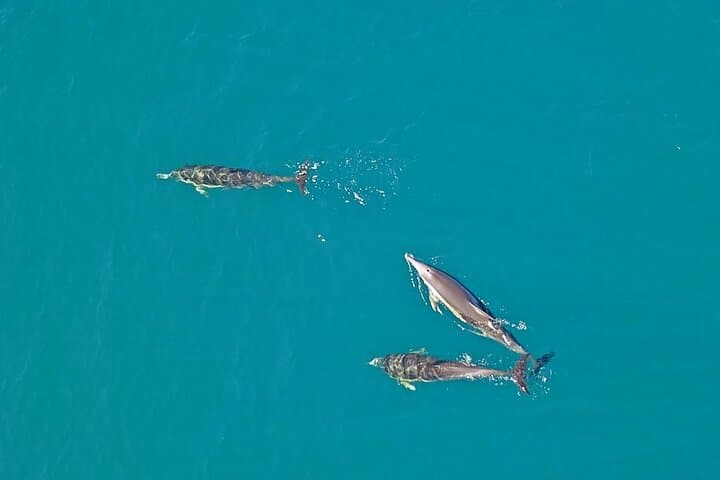 Cape Town Private Helicopter Marine Big Five Sharks