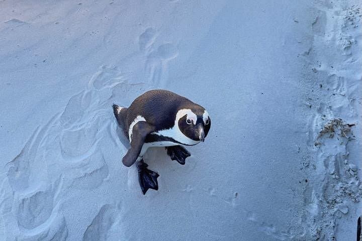 Cape Town Helicopter Tour and Boulders Beach Penguins Tour