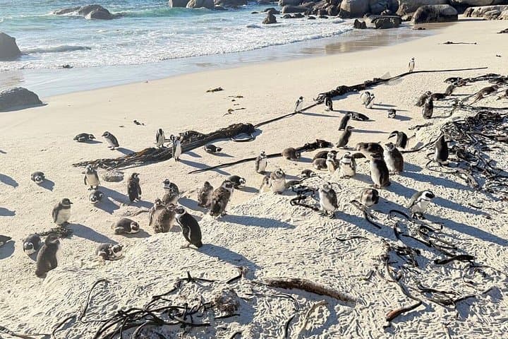 Cape Town Helicopter Tour and Boulders Beach Penguins Tour