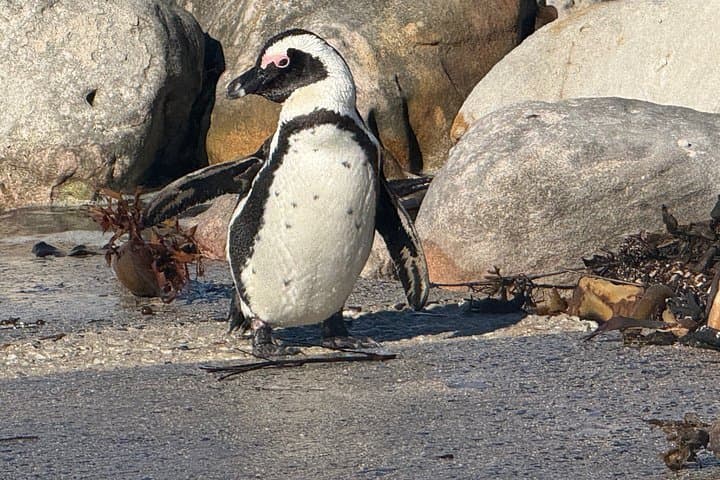 Cape Town Helicopter Tour and Boulders Beach Penguins Tour