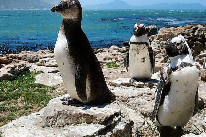 Cape Town 3-Days Attraction Tour:Helicopter tour&Cape peninsula &cape Township
