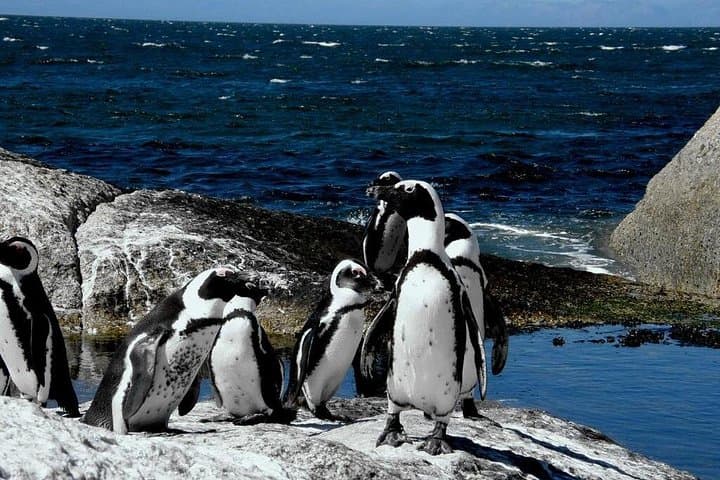 Cape Town 3-Days Attraction Tour:Helicopter tour&Cape peninsula &cape Township