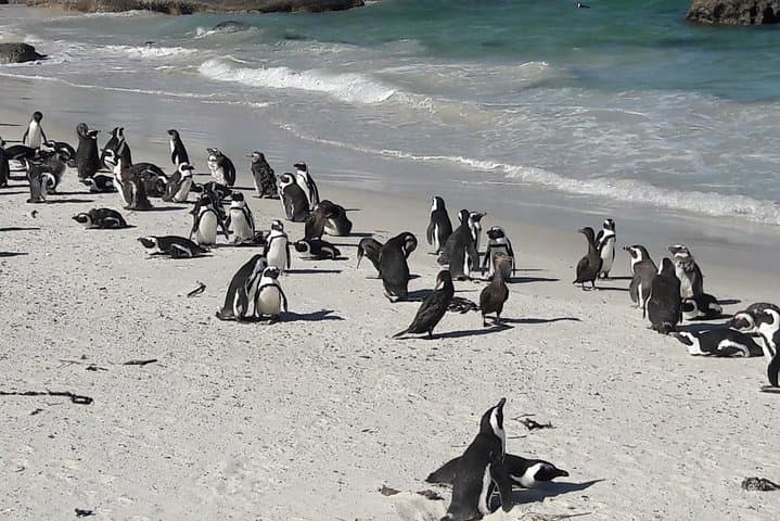 6-Day South Africa Honeymoon Tours-Cape Town&Johannesburg&Durban
