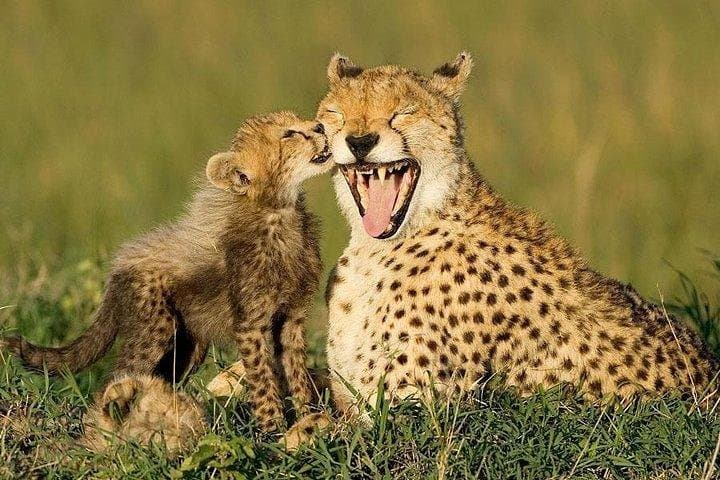 6-Day South Africa Honeymoon Tours-Cape Town&Johannesburg&Durban