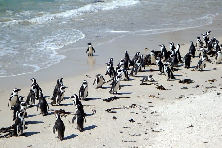 Cape Town Private 3-Days Helicopter Ride&Cape Point&Wine testing