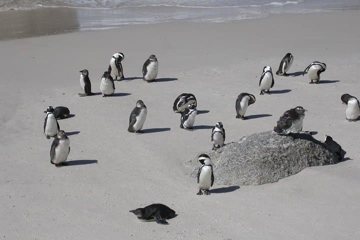 Cape Town Private 3-Days Helicopter Ride&Cape Point&Wine testing