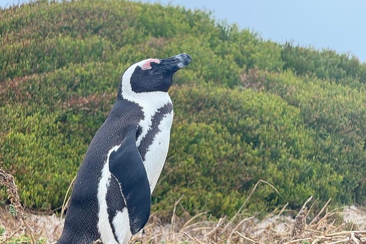 Cape Town Helicopter Tour and Boulders Beach Penguins Tour
